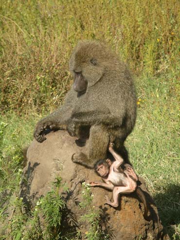 Baboon (1)