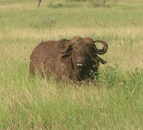 Buffalo