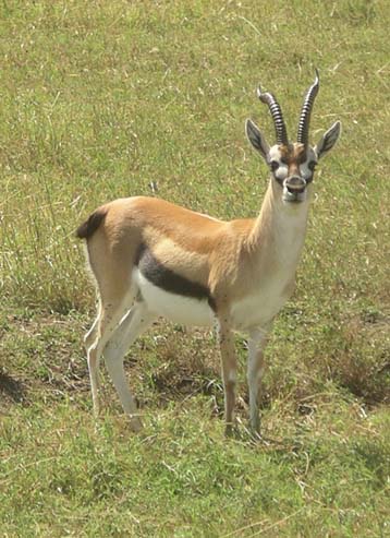 Gazelle (1)