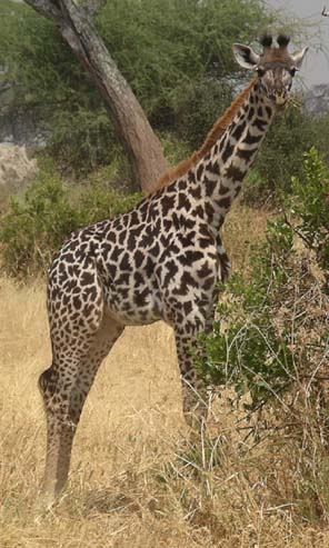 Giraffe