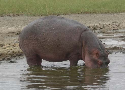 Hippo