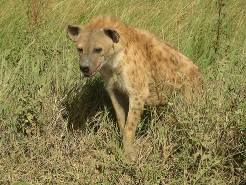 Hyena (2)