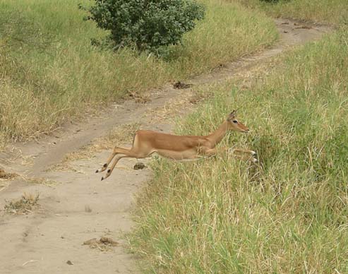 Impala (2)