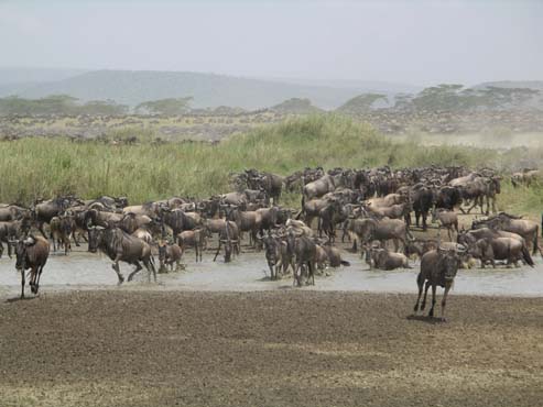 Wildebeest (3)