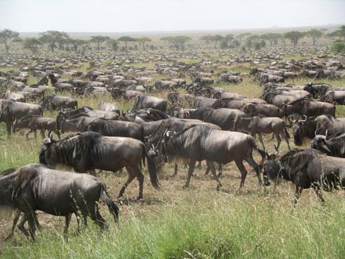 Wildebeest
