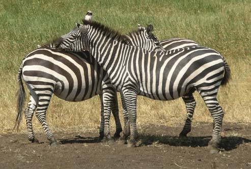 Zebra (1)