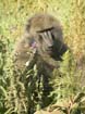 Baboon (2)