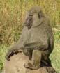 Baboon (3)