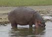 Hippo