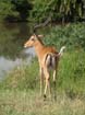 Impala (1)