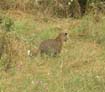 Leopard (1)