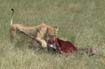 Lion (18)