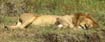 Lion (20)