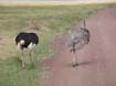 Ostrich (2)