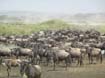Wildebeest (2)