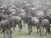 Wildebeest (4)