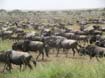 Wildebeest