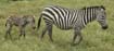 Zebra (5)