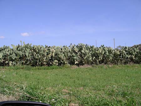 IMGP0439
